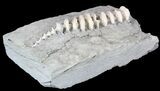 Archimedes Screw Bryozoan Fossil - Illinois #53349-1